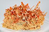 Bright Orange Crocoite Crystal Cluster - Tasmania #182739-1